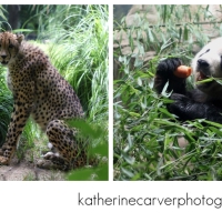 Cheetahs and Pandas